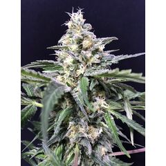 Amazon Haze Auto, Фасовка: 3+3